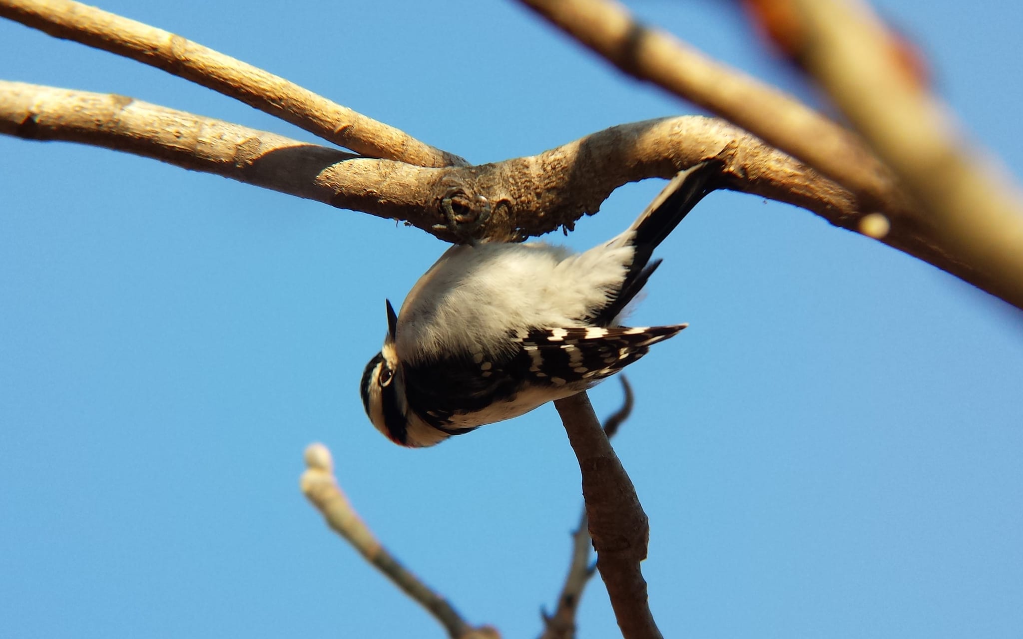 downy wood pecker bird identification