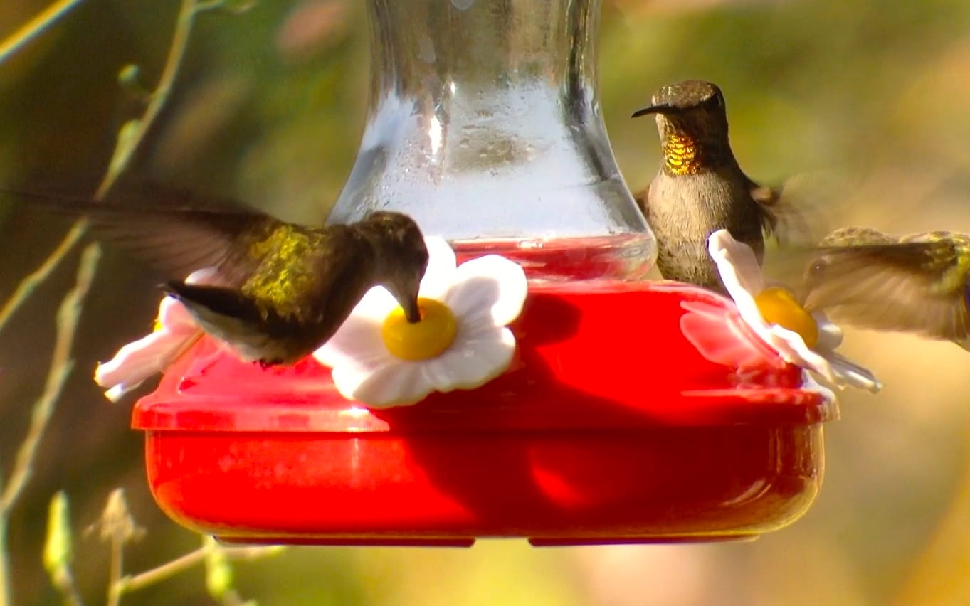 how to attract hummingbirds