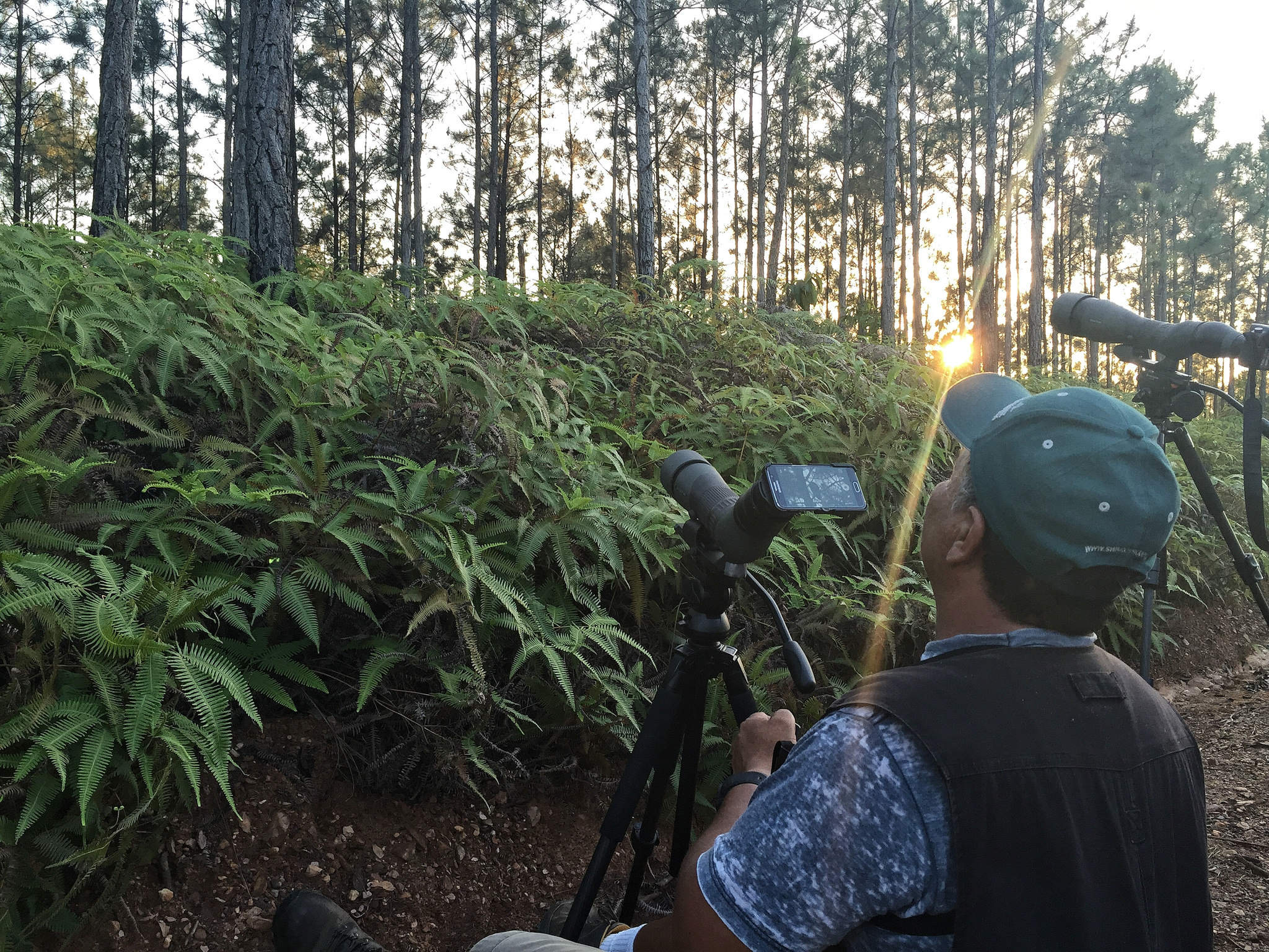Digiscoping in the Forest