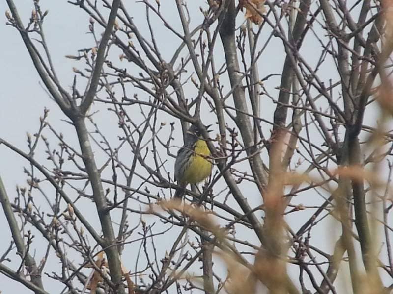 Kirtland's Warbler in Michigan. Digiscoped with a Samsung Galaxy S3 + Swarovski ATX Spotting Scope & Phone Skope Adapter. Photo by Craig Miller - used with permission.