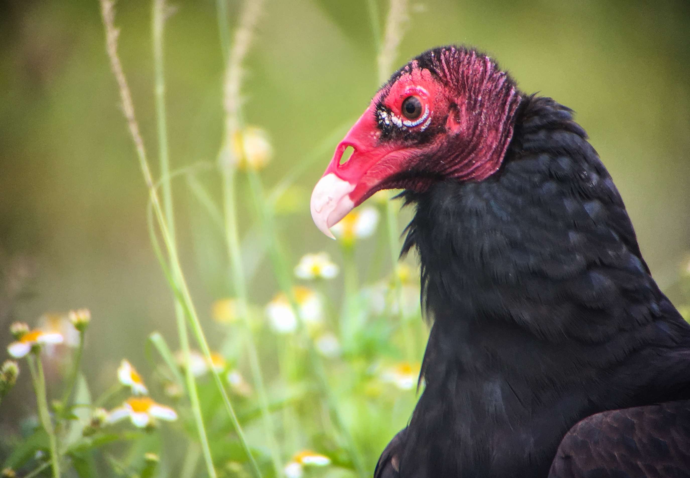 Digiscoping tips Turkey vulture headshot