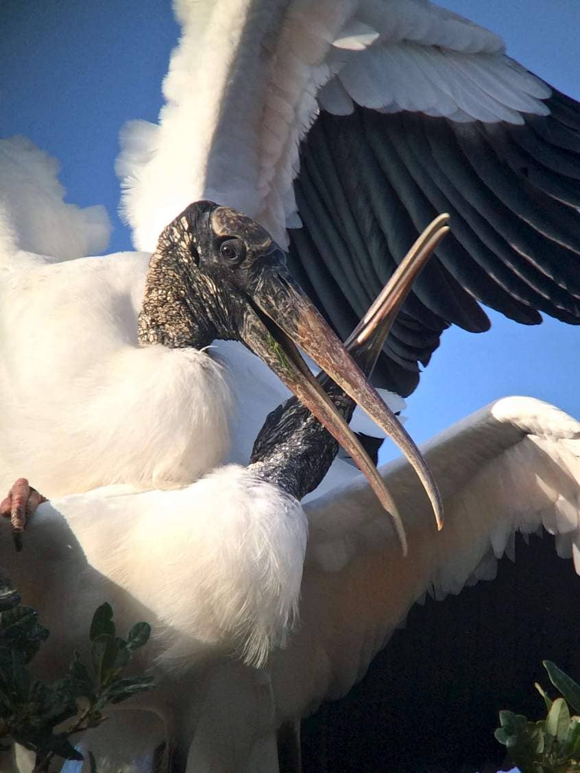 Birding for Wood Stork