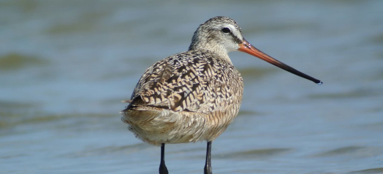 Digiscoping for Shorebirds