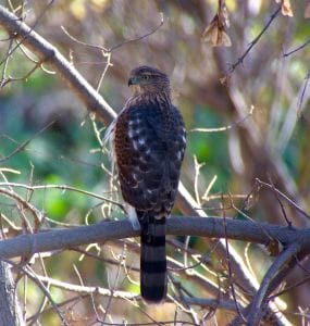 Spotting a Cooper's Hawk