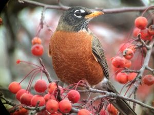 Digiscoping an American Robin