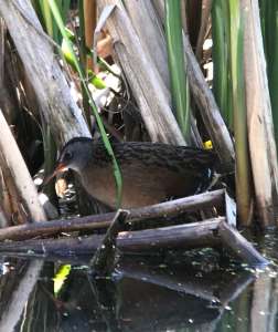 Birding in 2018 VIRA