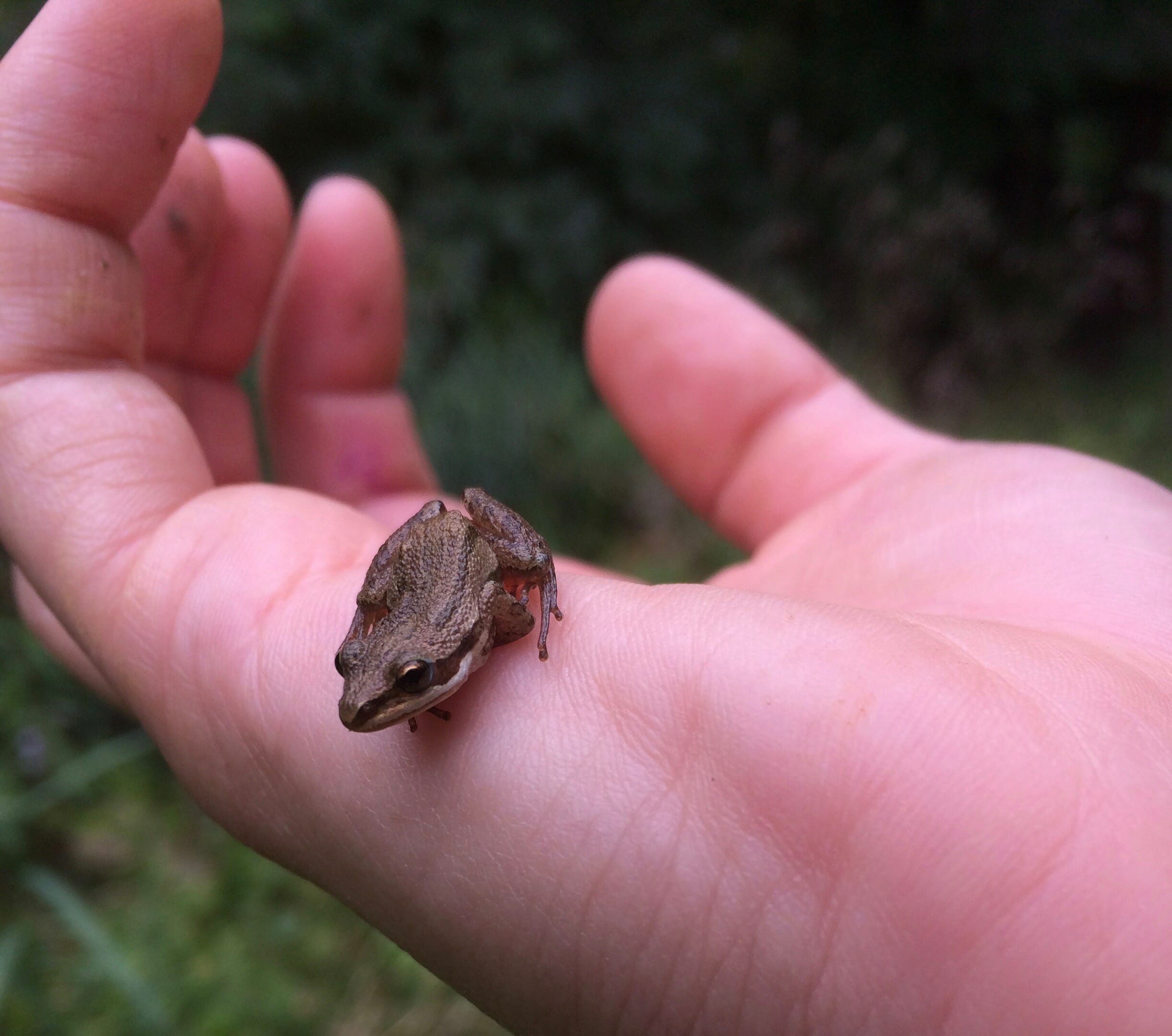 Chorus frog