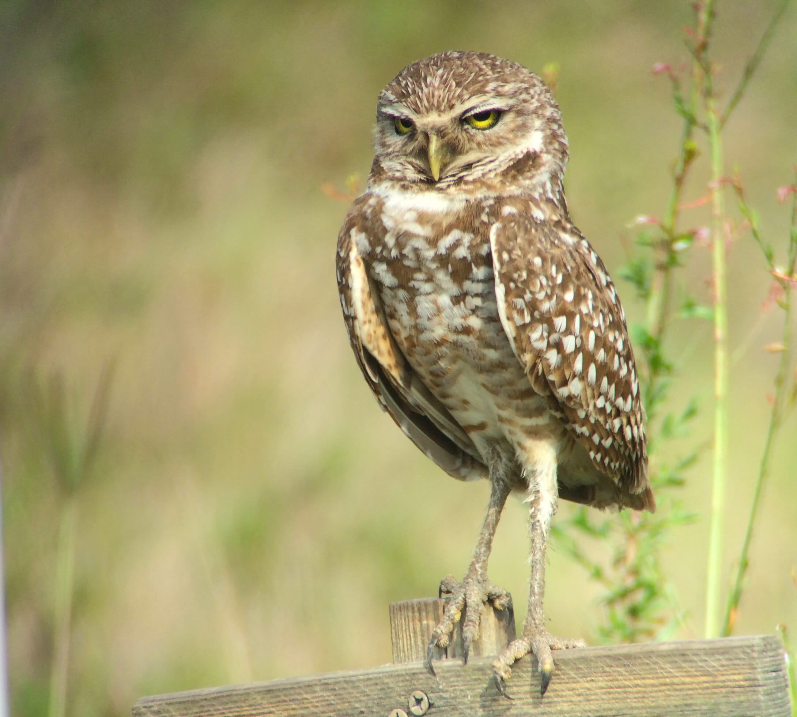 Burrowing Owl