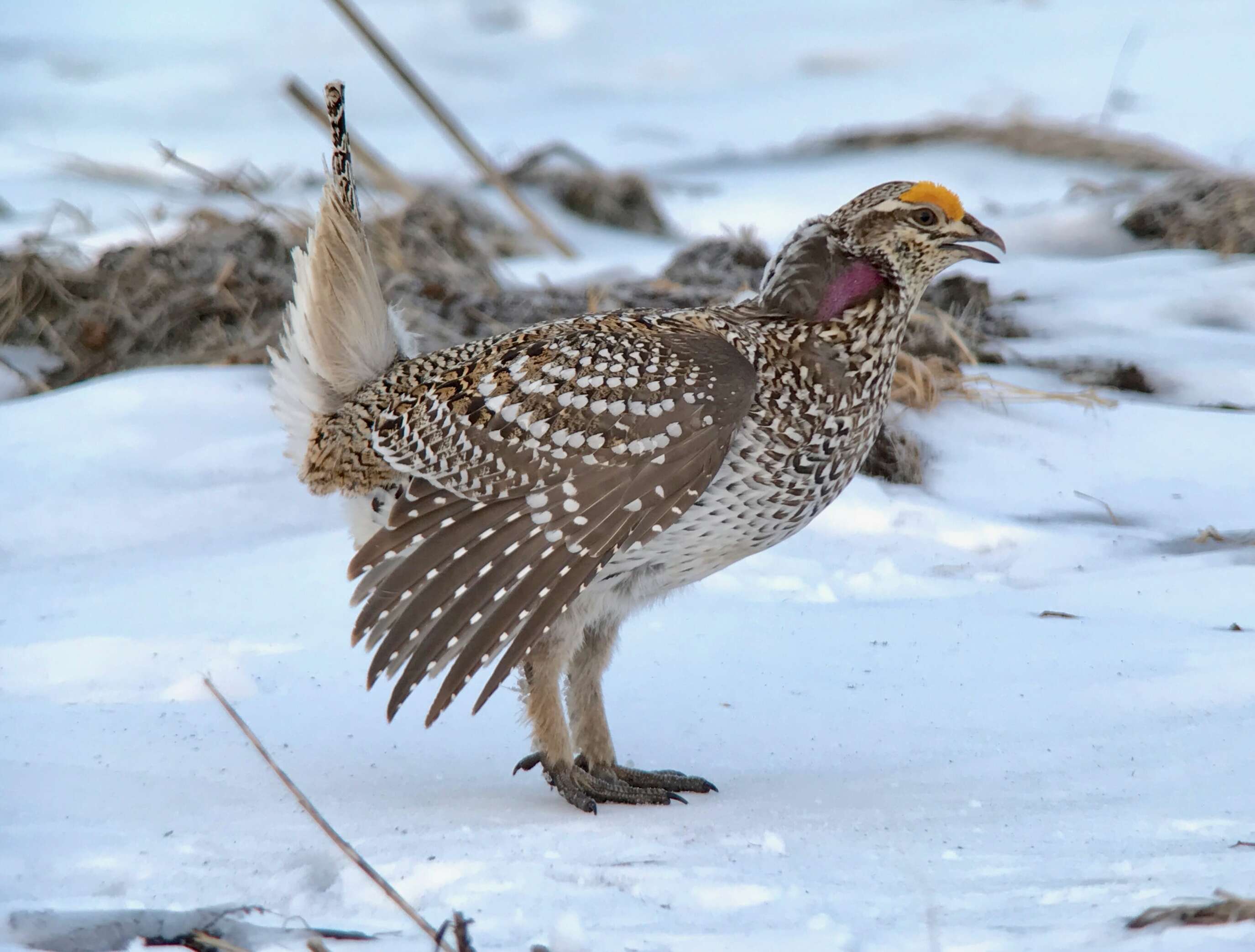 Sharp tail grouse digiscope