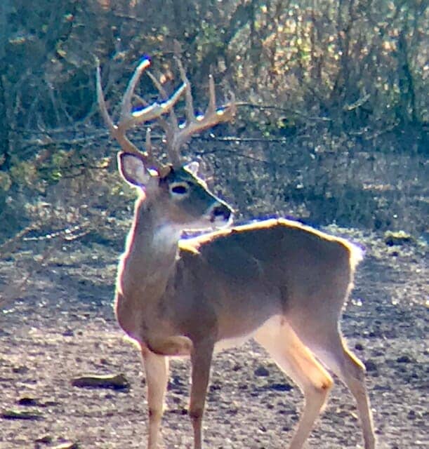 Post-processing images after digiscoping for whitetails allows you to crop for a closer look.