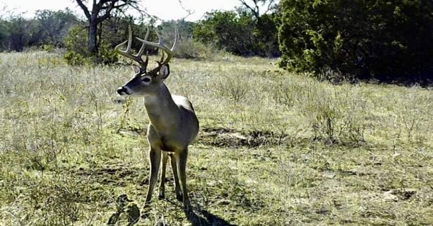 Phone Skope image of a whitetail buck.