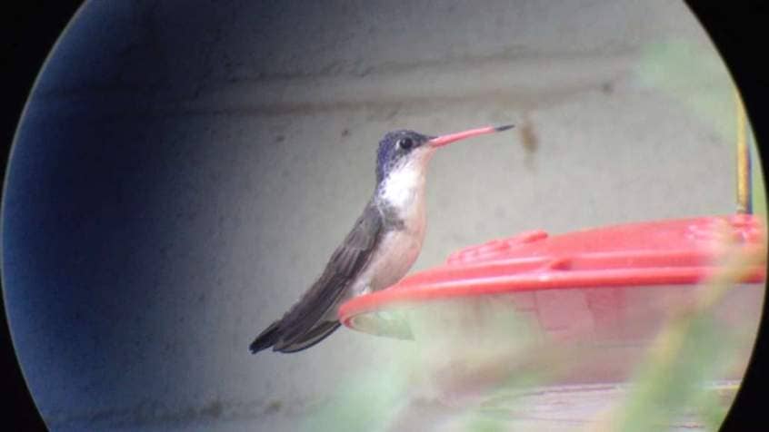 The Paton Center for Hummingbirds | Violet-crowned Hummingbird