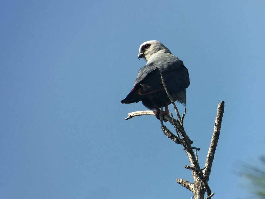 What is a lifer? Plumbeous Kite in Belize