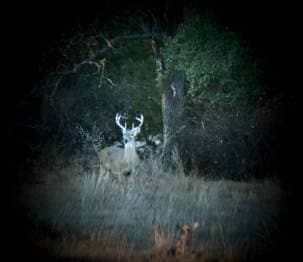 Night time view of a deer in the field 