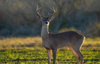 Photo of a buck during the golden hour of the evening