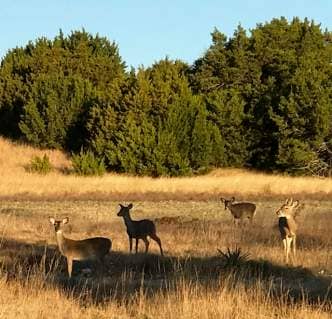 Digiscope scouting for whitetails allows you to witness deer movement and behavior in person; This is great for strategizing hunts.