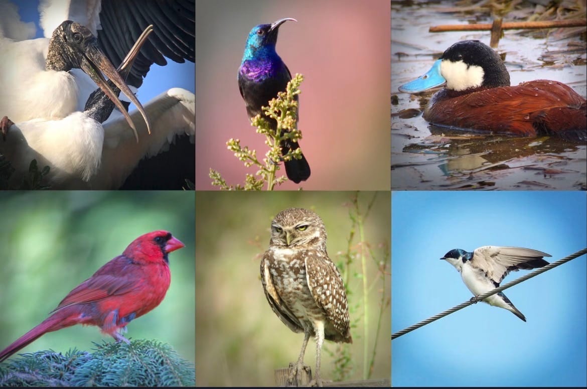 Featured image for “Avian Opportunities: Digiscoping Spring’s Feathered Beauties”